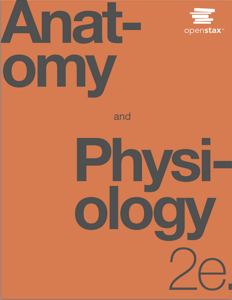 Anatomy and Physiology, 2e